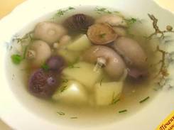 Грибной суп из свежих грибов